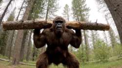 bestbod Meme Template