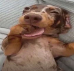 Dog with paw in mouth Meme Template