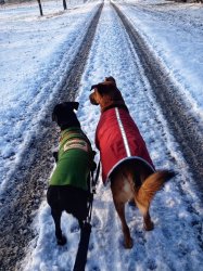 Dogs in Coats Meme Template