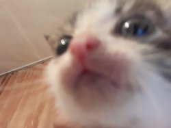 Cat Stare Meme Template