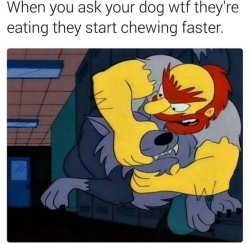 Dog wtf their eating Meme Template