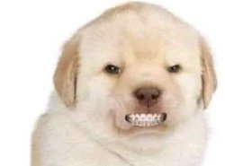 Angry dog with braces Meme Template