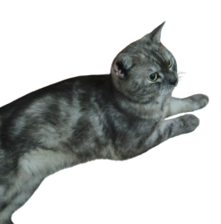 Scottish straight cat Meme Template