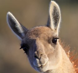 Judging alpaca Meme Template