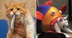 cat eat fish eat cat Meme Template