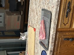 Hungry Cat Meme Template