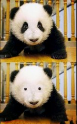 Panda eyes Meme Template