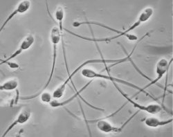 spearm Meme Template