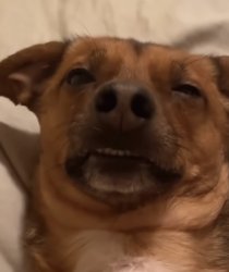 Best Dog Meme Meme Template