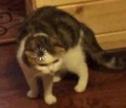 Loading Cat Meme Template