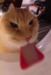 cat lick fish eye lens Meme Template