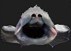 SCP-1128-RU Meme Template