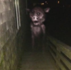 Ghost Pig Meme Template