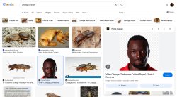 villan changa cricket Meme Template