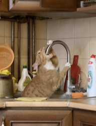 big thirst Meme Template