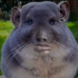 Blue Hamster Caption this Meme Template