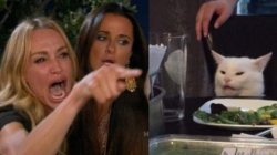 funny white cat Meme Template