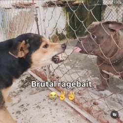 brutal ragebait Meme Template