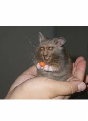 hamster man Meme Template
