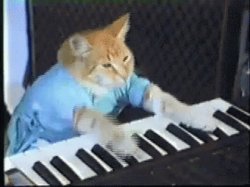 Piano cat Meme Template