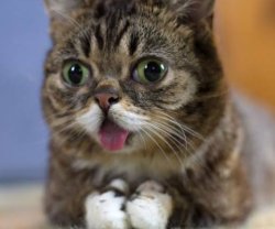 Fortnite Meme Template