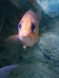 Sadge fish Meme Template