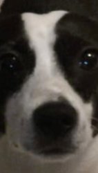 Sad dog Meme Template