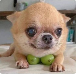 chihuahua with grapes Meme Template