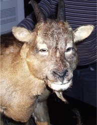 Goat with straight eyes Meme Template