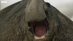 sea elephant Meme Template