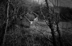 shady gray Meme Template