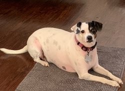 Snoopy OCT 2020 Meme Template