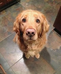 Chrisjoines1 Meme Template