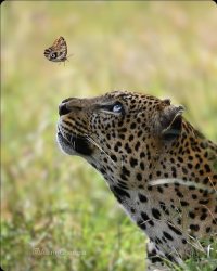 butterfly tempts leopard Meme Template