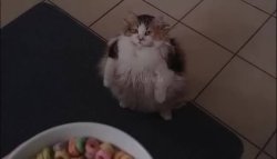 Give Me the Lööps Meme Template