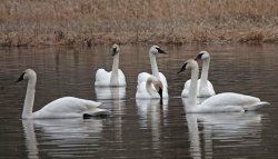 six swans Meme Template