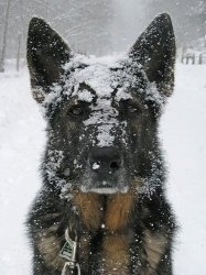 Chrisjoines1 Meme Template