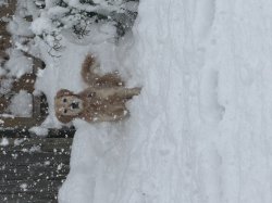 Golden retriever in snow Meme Template