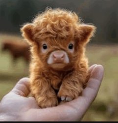 Highland cow Meme Template