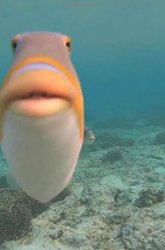 The fish guy Meme Template