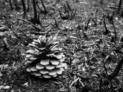 Pine comes Mirror Image Mode Meme Template