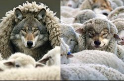 Wolf's in sheep's clothes Meme Template