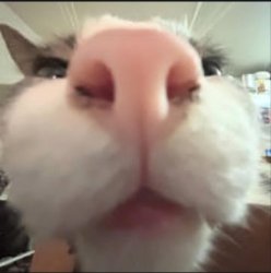 SNIFFFFFFFF?! Yep— you’re gay. Meme Template