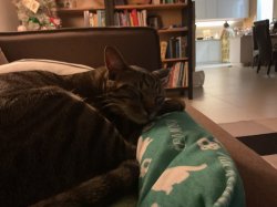 China cat Meme Template