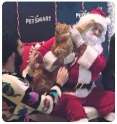 Cat Attacks Santa Meme Template