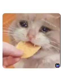 cat force fed Meme Template