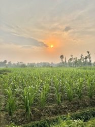 Average cane sugar Meme Template