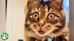 Blind Cat Stair Meme Template