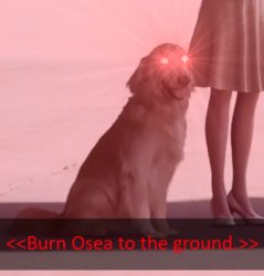 Jpeg dog Meme Template