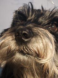 Philosophic Dog Meme Template